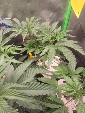 Mainely Genetics Micro Pheno Hunt