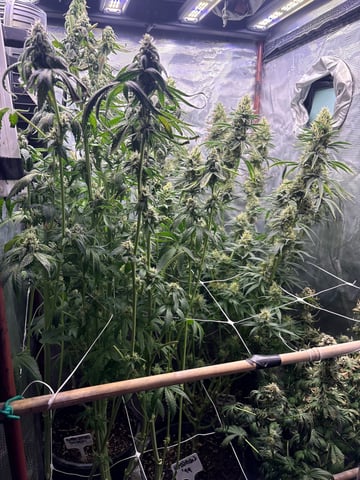 first grow in new 2x2 — flower, day 98