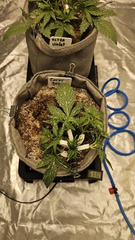 Jelousy Fast(Photo) & Ultra Voilet (Auto) — flower, day 66