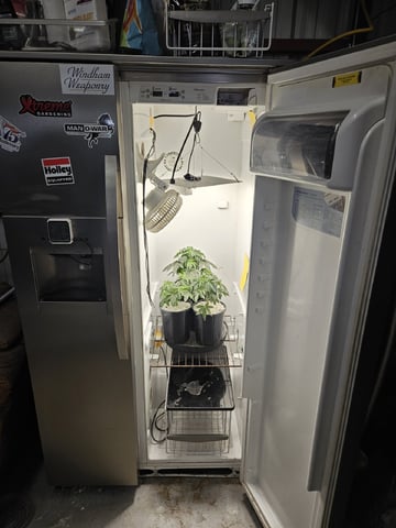 "NO CHEMA CUH" — vegetative, day 38