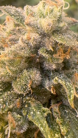 The Bud Professional Candy Factory  — flower, day 21