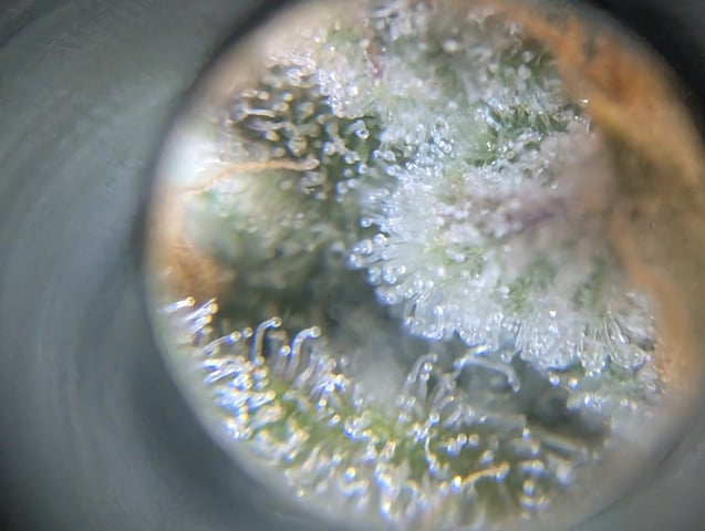 Cinderella 99 -C99 — flower, day 102