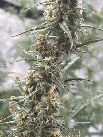 4’x8’ Grow1 — flower, day 61