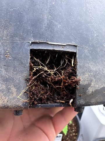 first grow in new 2x2 — vegetative, day 28