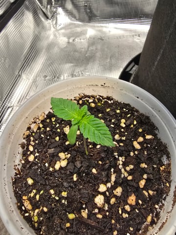 Northern lights #10 2nd plant (Selkies) — seedling_rooting, day 6