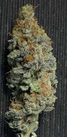 Papaya Frosting  — harvest, day 125