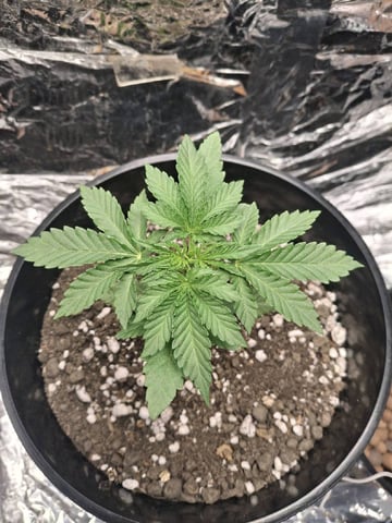 1st Grow - ROYAL MOBY (indoor)(photop.) — vegetative, day 20