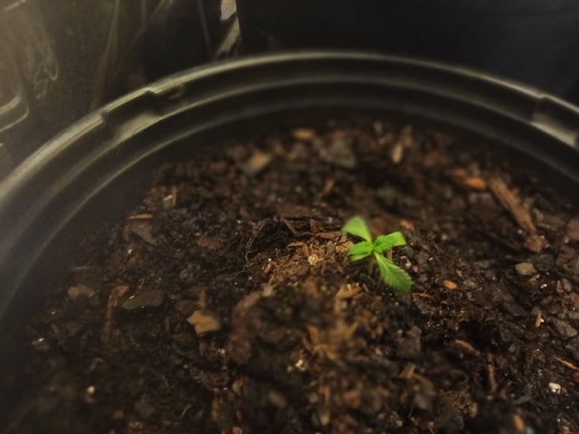 Queen Royal Autoflower  — seedling_rooting, day 26