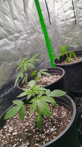 4 Plant Maddog724 Batch 0001-01 — vegetative, day 23