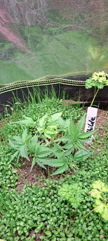 First Grow with the new setup  — vegetative, day 24