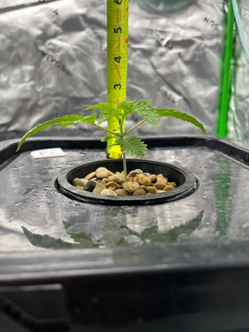 2nd grow — seedling_rooting, day 16