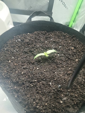 Critical Purple Kush — vegetative, day 18