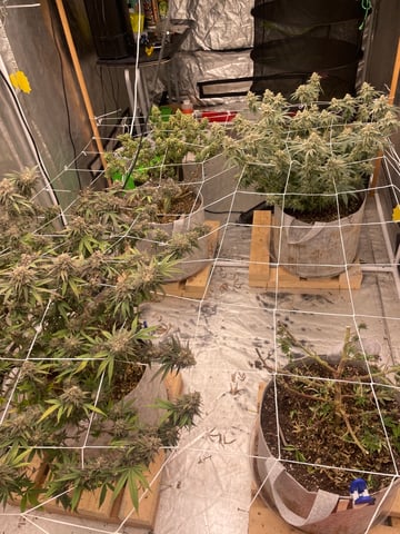 green resin — flower, day 40