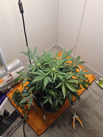 Mango Runtz — vegetative, day 52