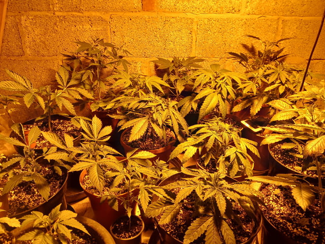 Autos — vegetative, day 30