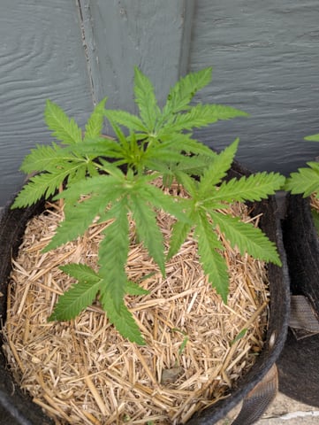 outdoor — seedling_rooting, day 43