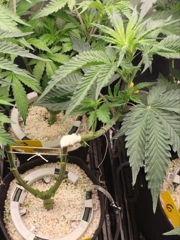 Mainely Genetics Micro Pheno Hunt — flower, day 42