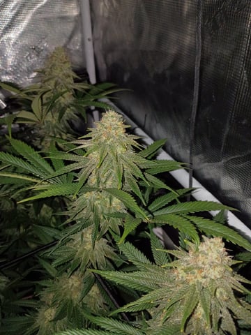 FastBuds Photo-Lemon Mandarin 