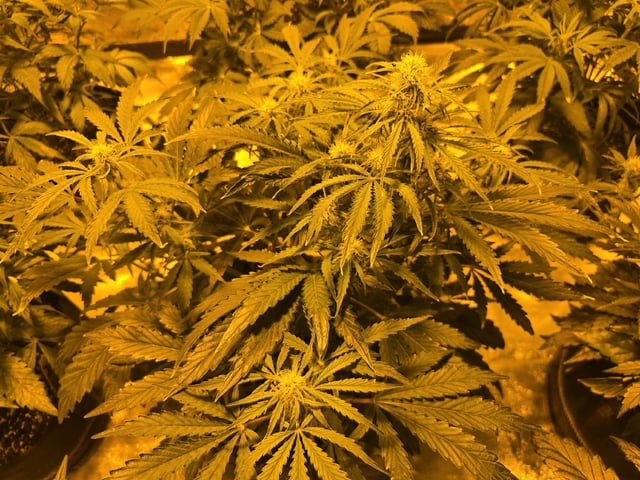 Autos AGAIN — vegetative, day 44