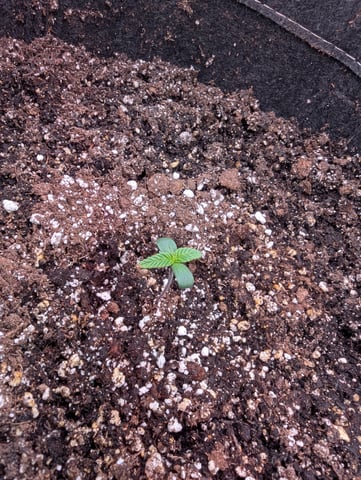Boogie Brew Basic — seedling_rooting, day 37