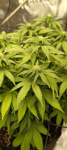 First Time Growing  — flower, day 54