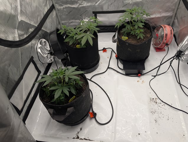 Grow #4 — vegetative, day 29