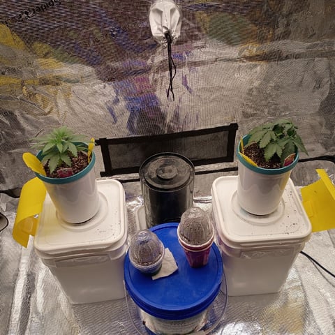 TentPlantLightFan — vegetative, day 26