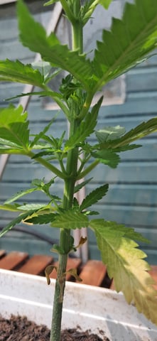 1st grow (green house)(natural) — vegetative, day 4