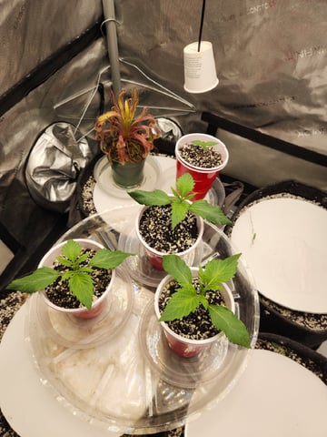 Mephisto's Flava Flav (Grape Crush x Guava Fig) — seedling_rooting, day 15