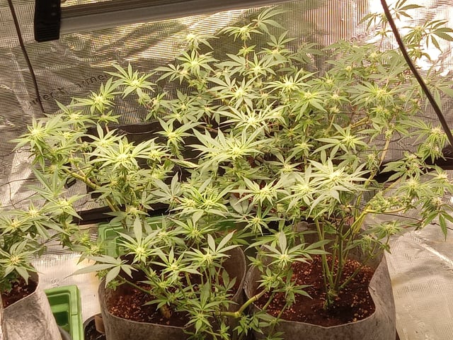 Blueberry critical kush x purple peyote wifi  and one L.a kush cake . — seedling_rooting, day 13