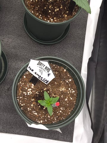 Dirty Bird - Thousand Island Fem & Platinum Kush Breath Remix x Grape Cakehead Fem Photo  — seedling_rooting, day 6