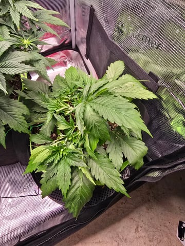 Gorilla Cookies auto  — vegetative, day 18