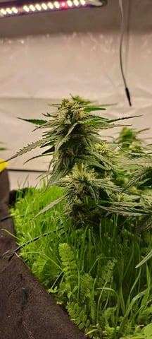 First Grow with the new setup  — auto, day 53