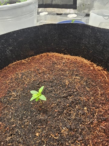 Swiss 1 — vegetative, day 1