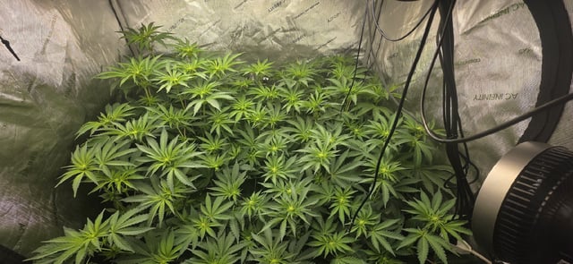 Maple Nectar  — flower, day 54