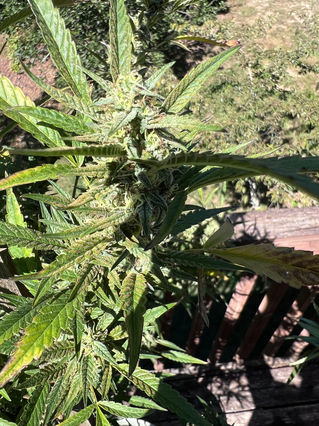  Green Bud HitSquad 