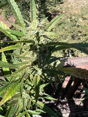  Green Bud HitSquad 