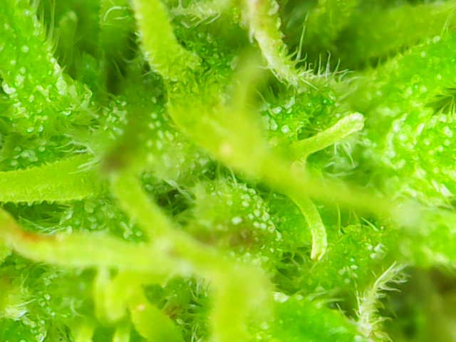 October Start — flower, day 91