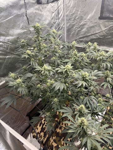 Humboldt, Hella Jelly. Jelly Donut  — flower, day 78