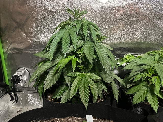 My First Four — vegetative, day 37