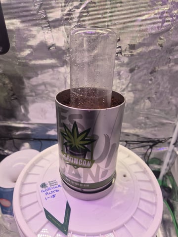 Kalini Asia Auto  — vegetative, day 2
