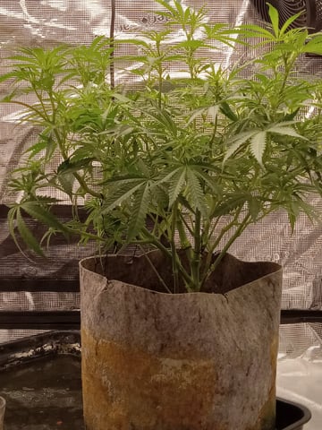 Blueberry critical kush x purple peyote wifi  and one L.a kush cake . — flower, day 79