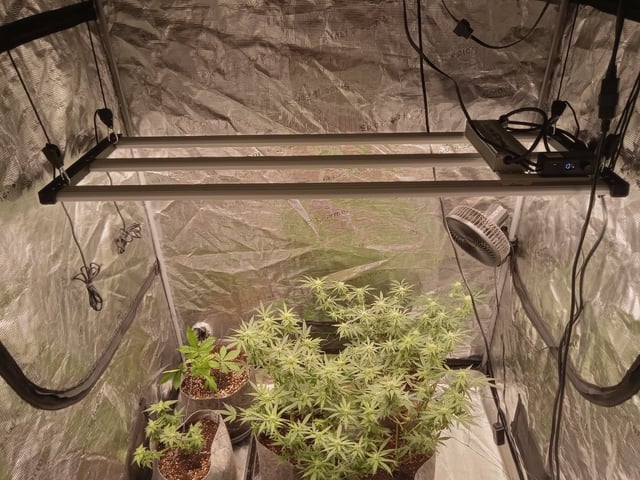 Blueberry critical kush x purple peyote wifi  and one L.a kush cake . — seedling_rooting, day 20