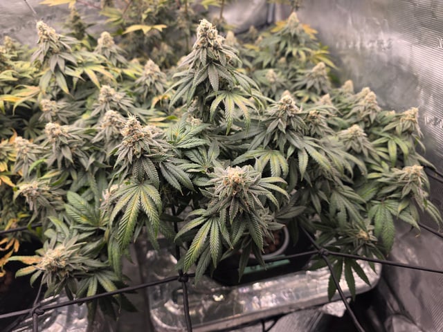Grow #1 — flower, day 108