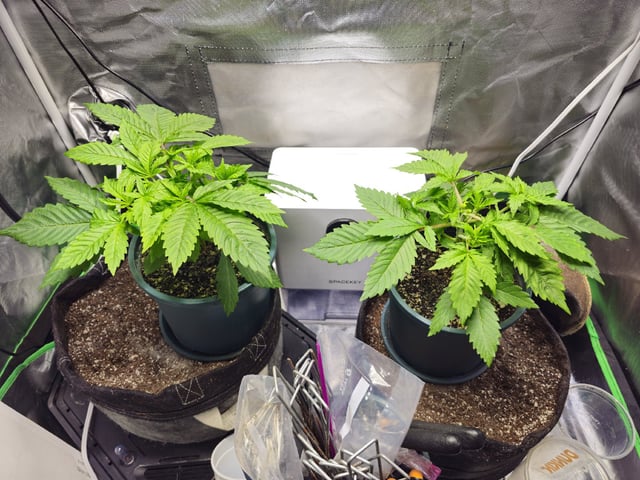 Kushberry Moonrocks — vegetative, day 23