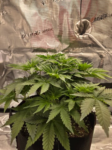 Northern lights #10 (Alaska) — vegetative, day 32