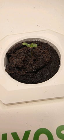 Vivosun Seed tent — seedling_rooting, day 6