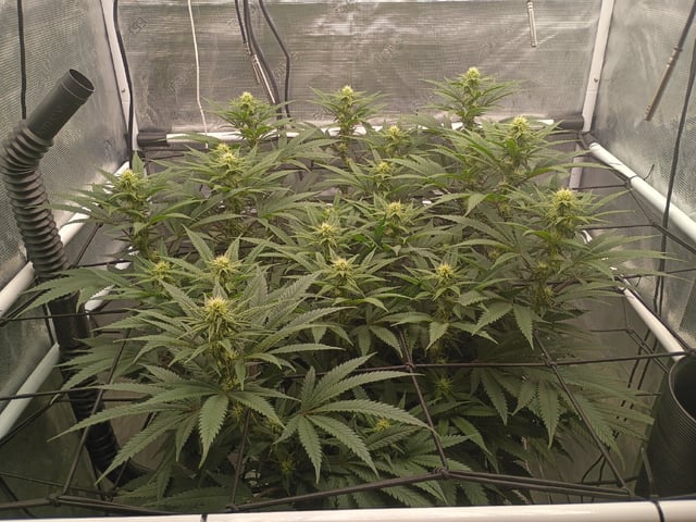 FastBuds Photo-Lemon Mandarin  — flower, day 104