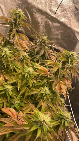 LSD feminized — flower, day 92