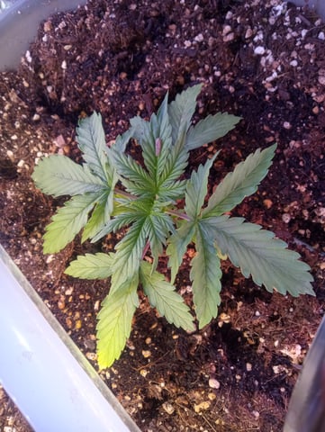 Blueberry Cheesecake autoflower